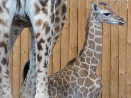 Babynieuws in Wildlands: giraf met bijzondere vlek geboren