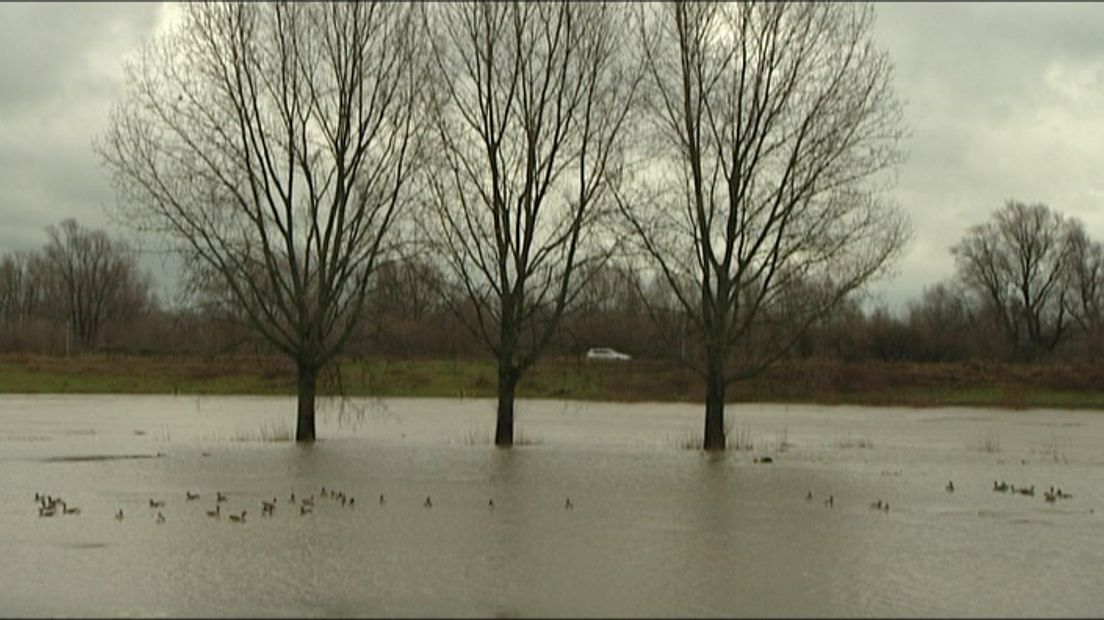 Het is verschillende natuurorganisaties een doorn in het oog: de kaalslag langs de grote rivieren in Gelderland. Rijkswaterstaat kapt op dit moment bomen en struiken langs de Rijn in Wageningen en bij de Lek in Culemborg.