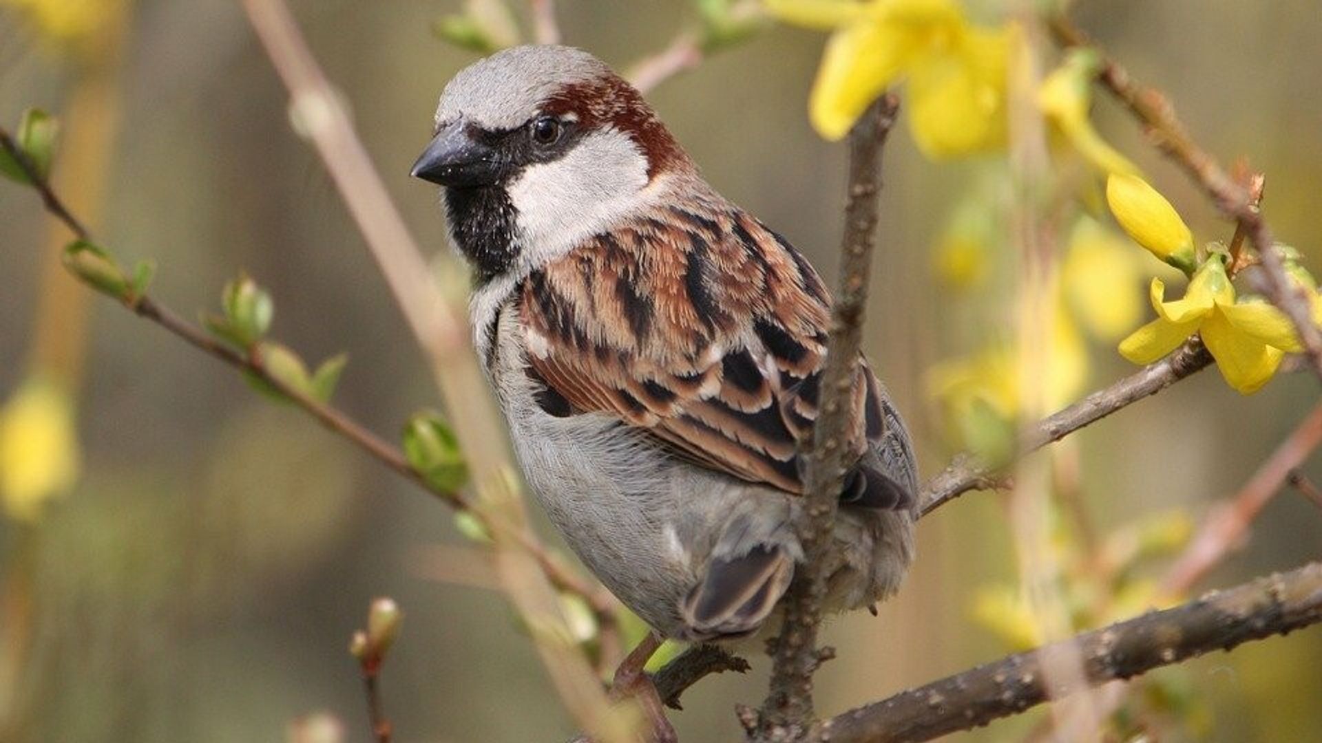 Huismus Opnieuw Meest Getelde Vogel In Drenthe Tijdens Tuinvogeltelling ...