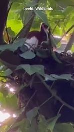 Kuifibissen WIldlands dood