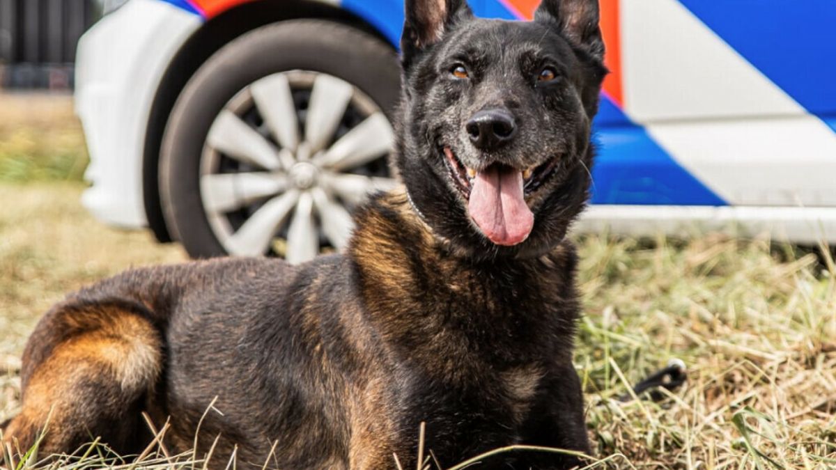 Politiehond Zorro overleden: met zijn neus speurde hij boeven op en hij was niet bang zijn tanden te