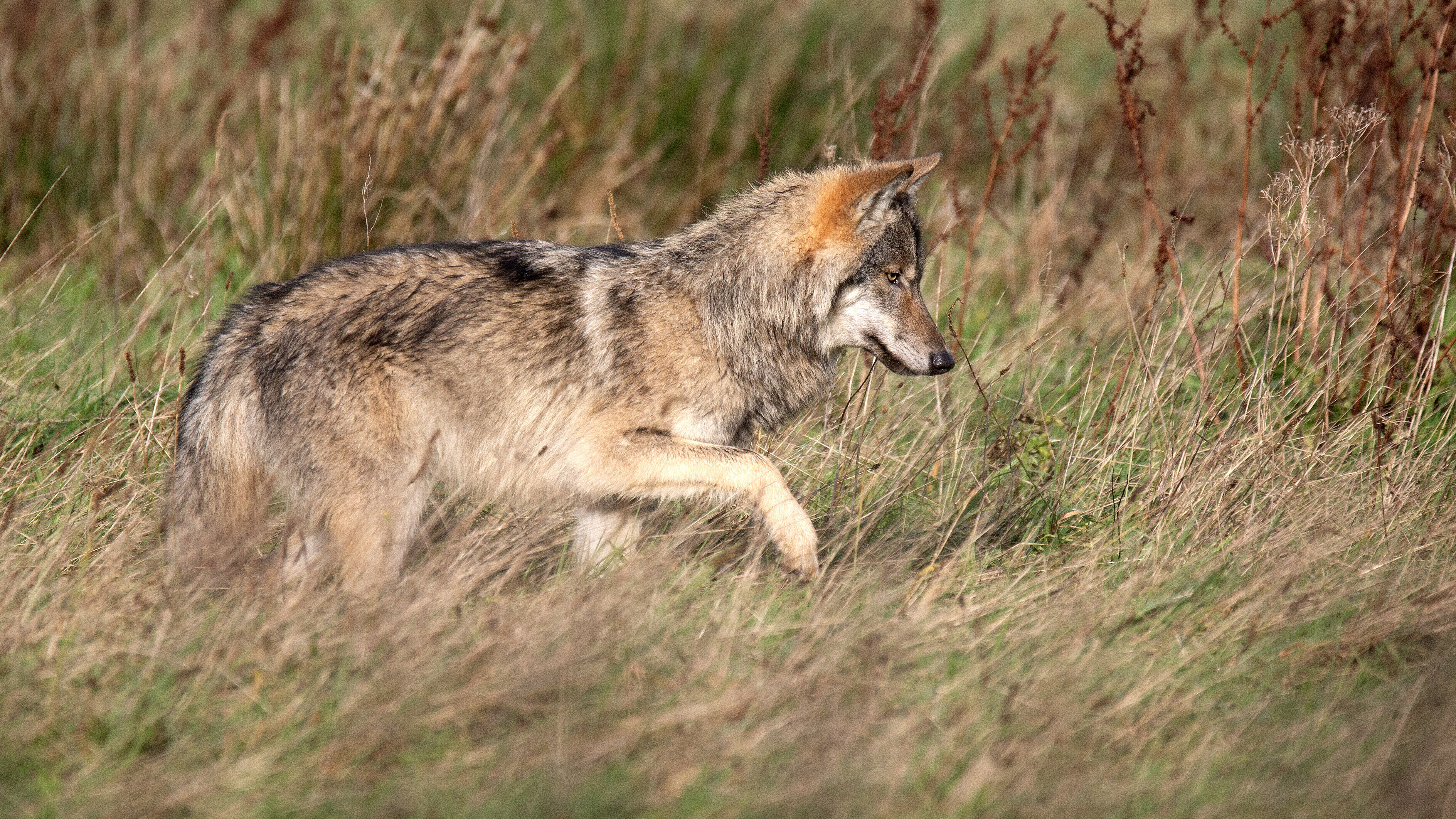 Schuilstallen tegen de wolf? Hoogeveen wil vee beter beschermen