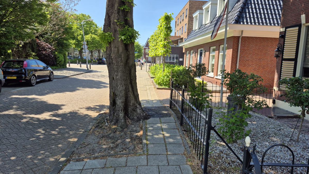 Boom staat gigantisch in de weg, maar wordt niet gekapt