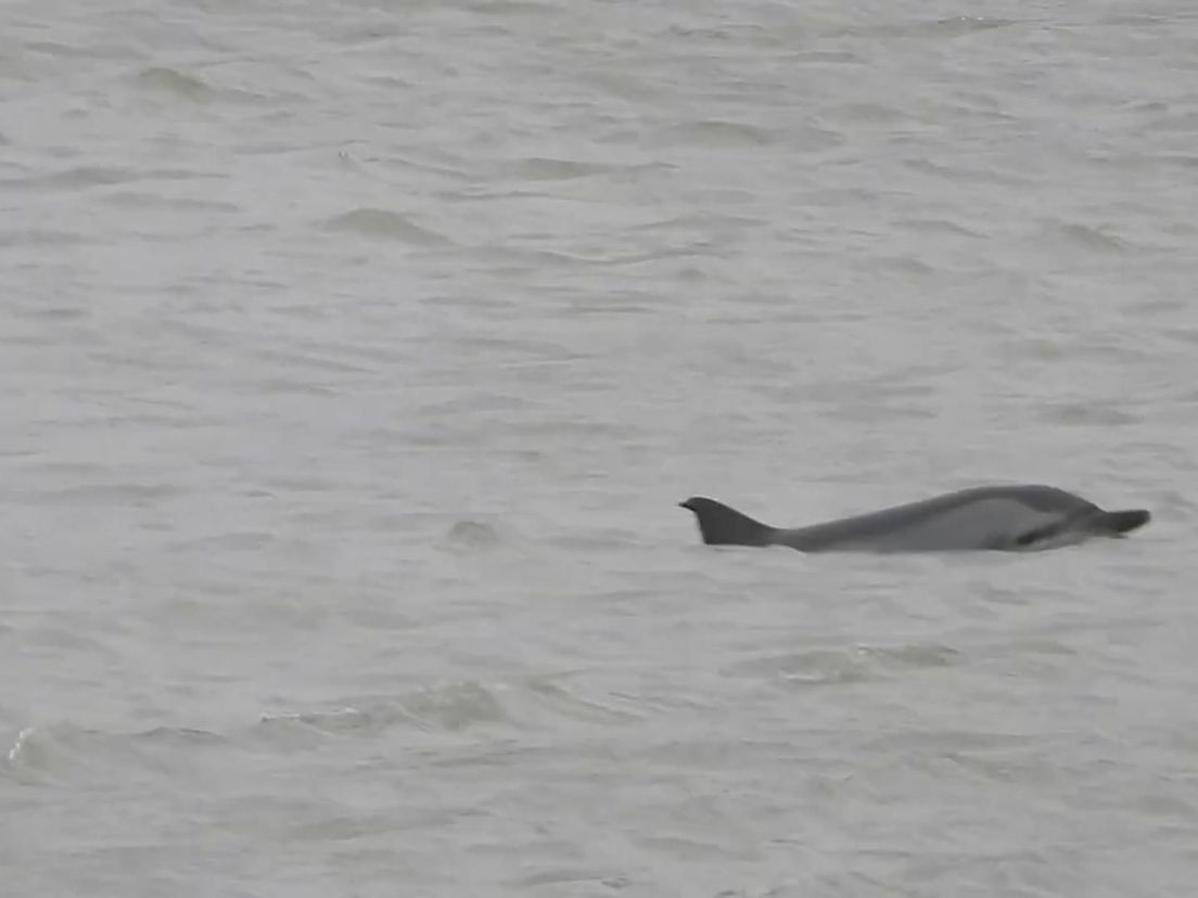 De dolfijn die werd gespot in Hoek van Holland