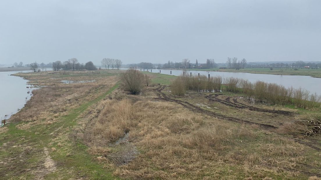 Wilgenbosjes aan de oevers van de IJssel massaal gekapt voor waterveiligheid