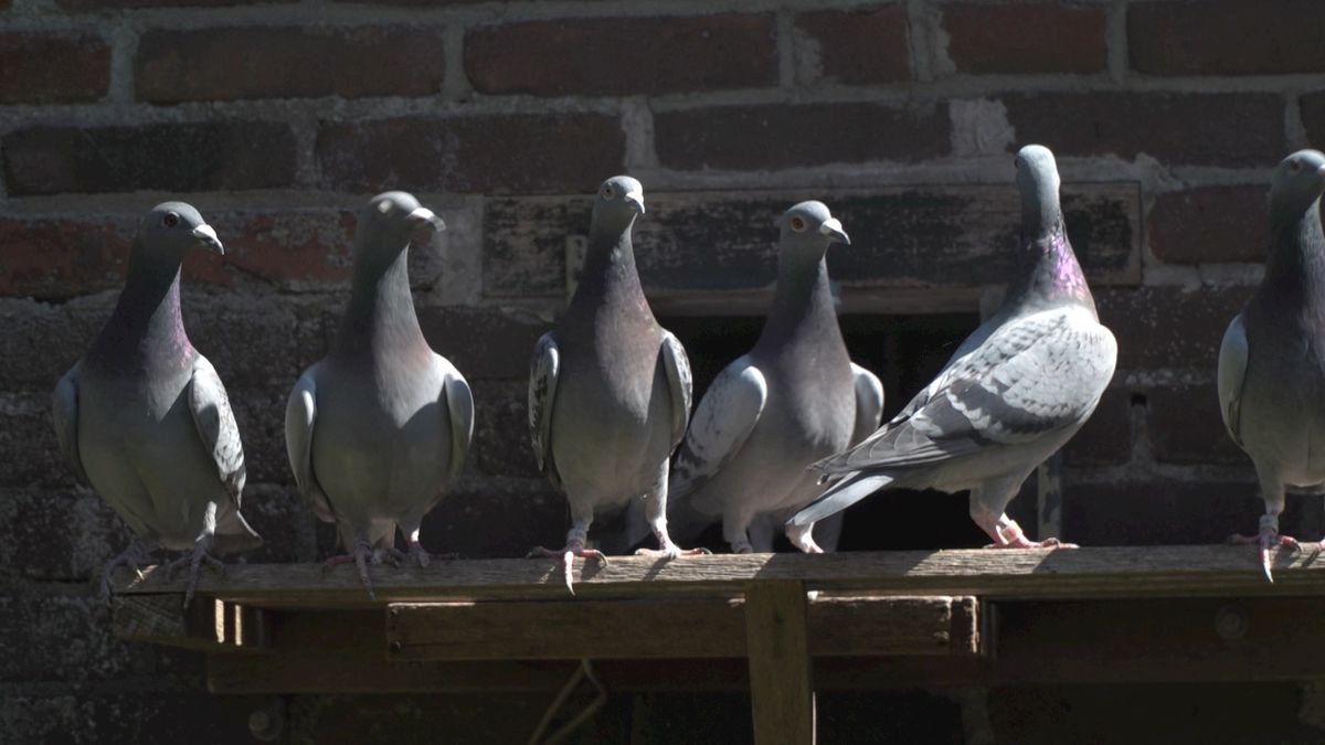 Goed nieuws voor de duivensport: ze mogen weer vliegen!