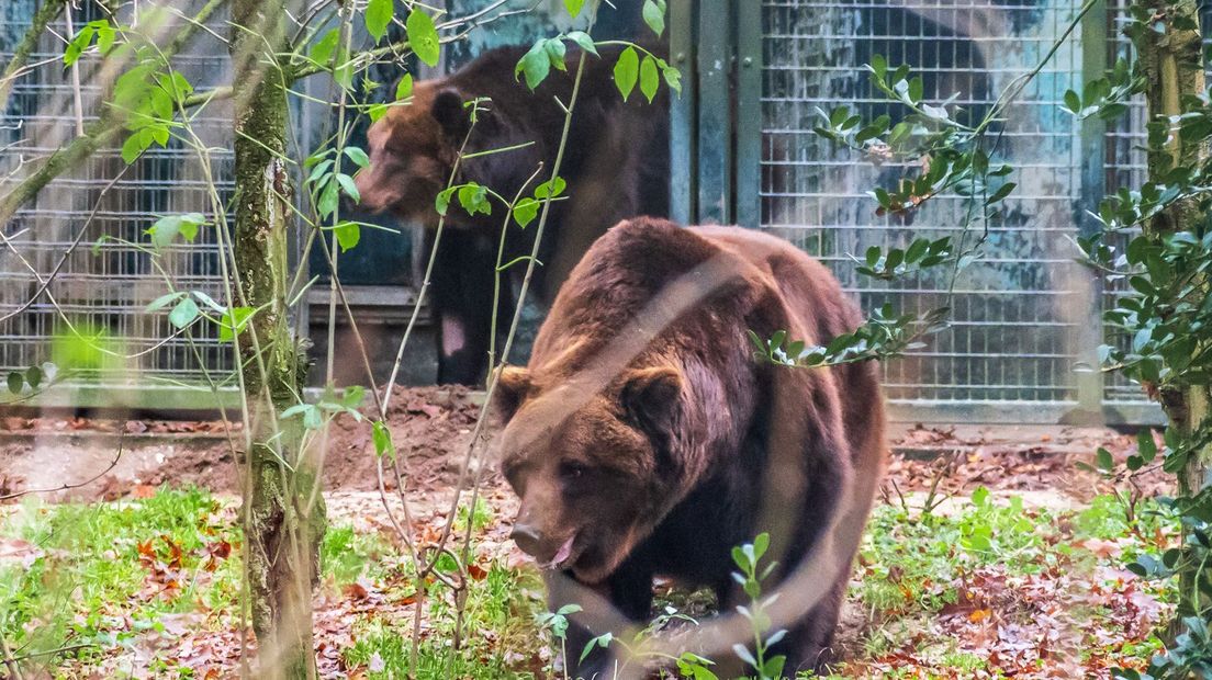 De beren zetten hun eerste stappen in het berenbos in Rhenen