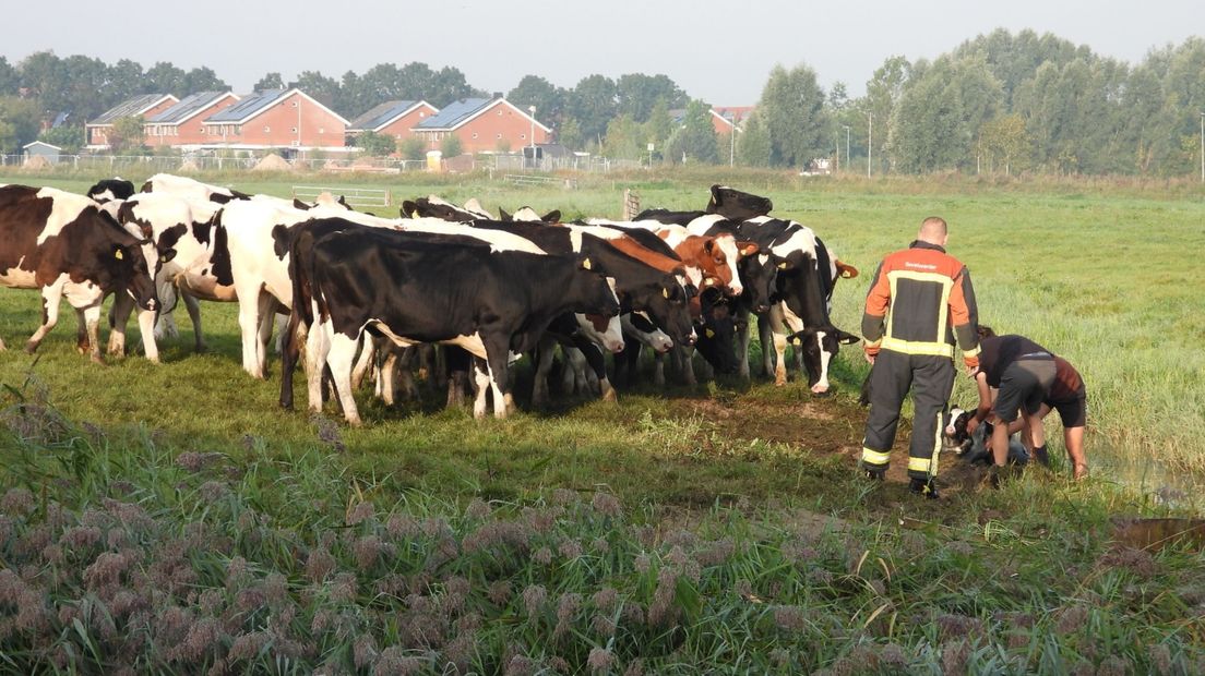 Alle koeien staan bezorgd toe te kijken.