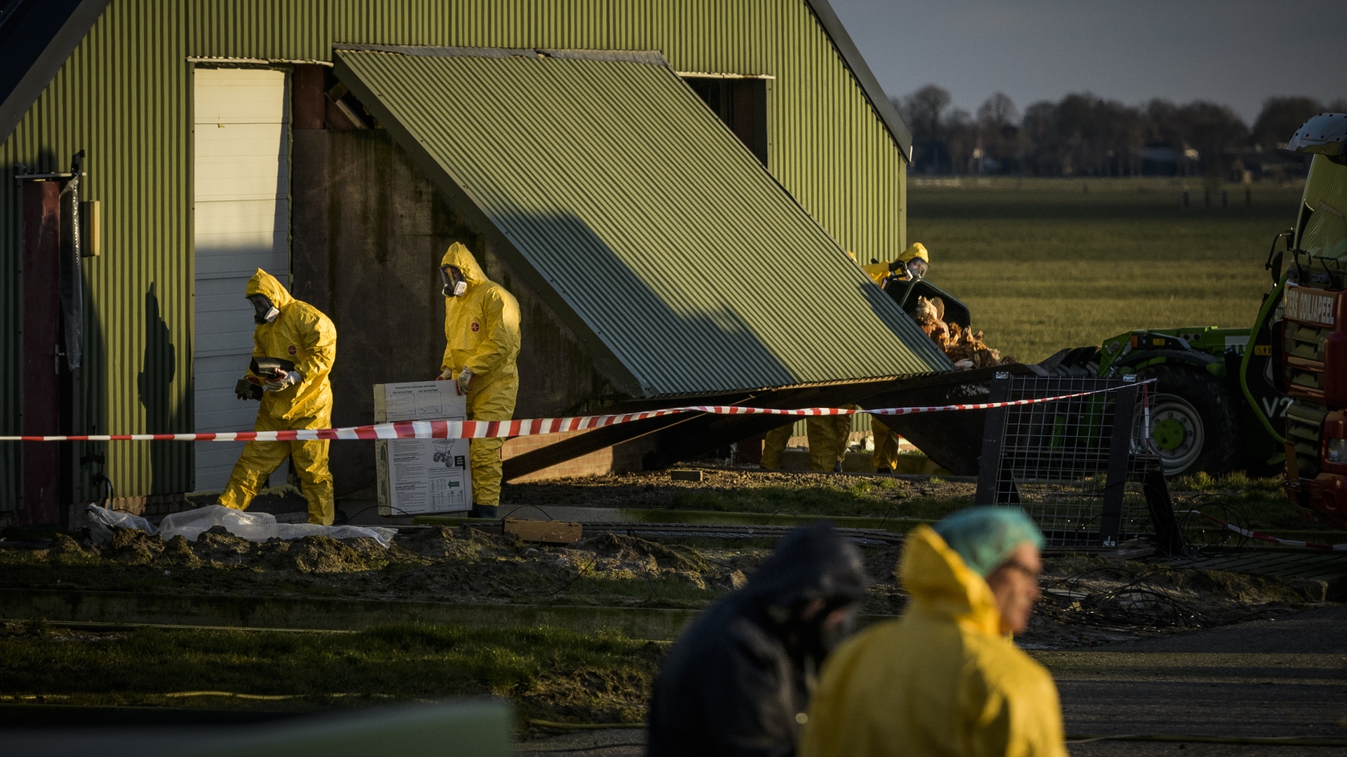 Vogelgriep Bij Pluimveebedrijf In Oldekerk: 38.000 Dieren Geruimd - RTV ...