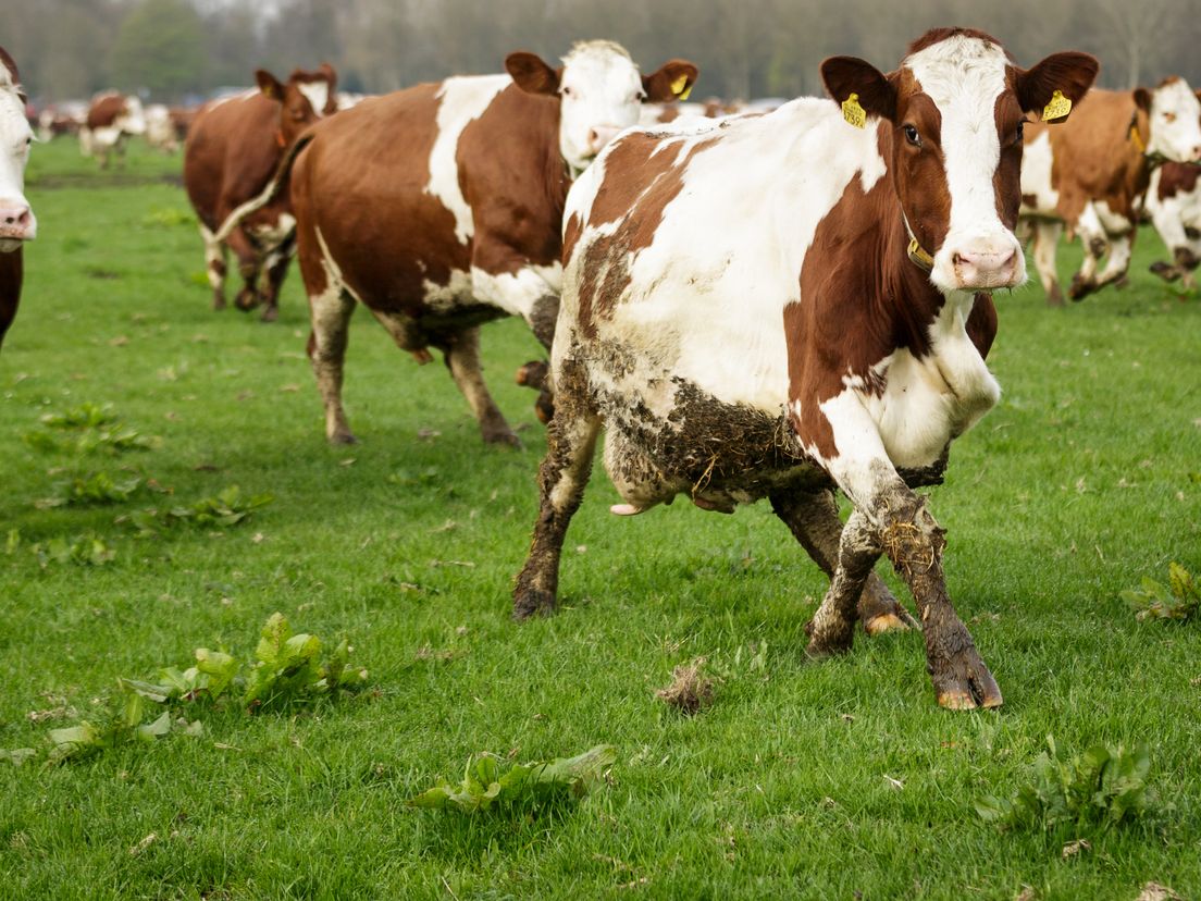 Rotterdamse kinderen ontdekken de bio-boerderij