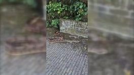 Slang schrikt straat in Hoogeveen op. 'Ze zijn een koning in het ontsnappen'