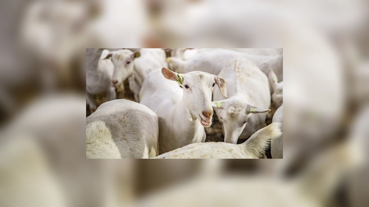 Zorgen over mogelijke komst grote geitenhouderij bij Reduzum