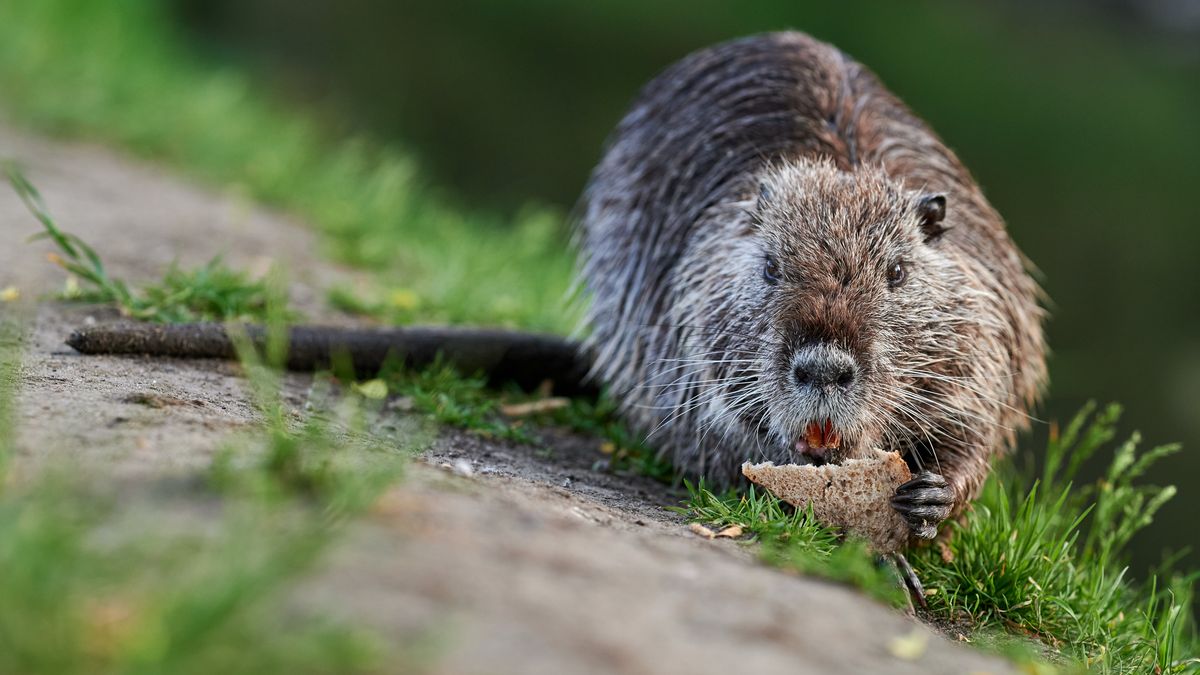 Limburg koploper in wegvangen beverrat: bijna 1000 dieren in 2025