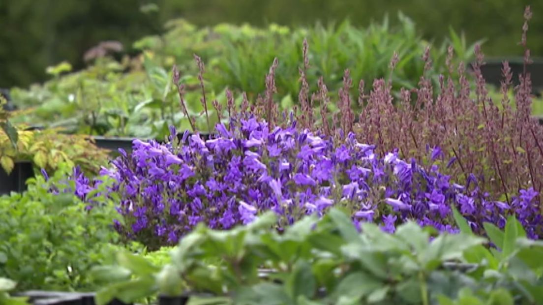 Telers en hoveniers hebben een plantentekort (Rechten: RTV Drenthe)