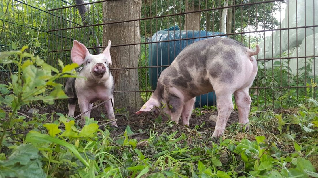 Deze varkens doen zondag mee aan zwientie tikken in Luttenberg