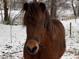 Thea haalt opgelucht adem: IJslands paard Iskaldur is terecht
