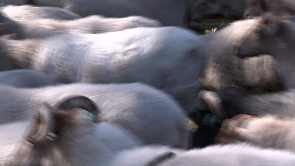 Schapen Balloo kunnen voorlopig niet in hun kooi slapen