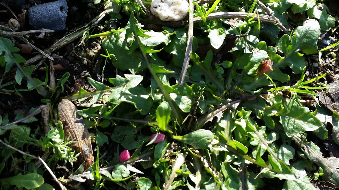 In de Malsenlaan in Arnhem zijn giftige roze korrels gevonden in het gras onder een boom. Dat vertelde een voorbijgangster, die graag anoniem wil blijven, aan Omroep Gelderland.