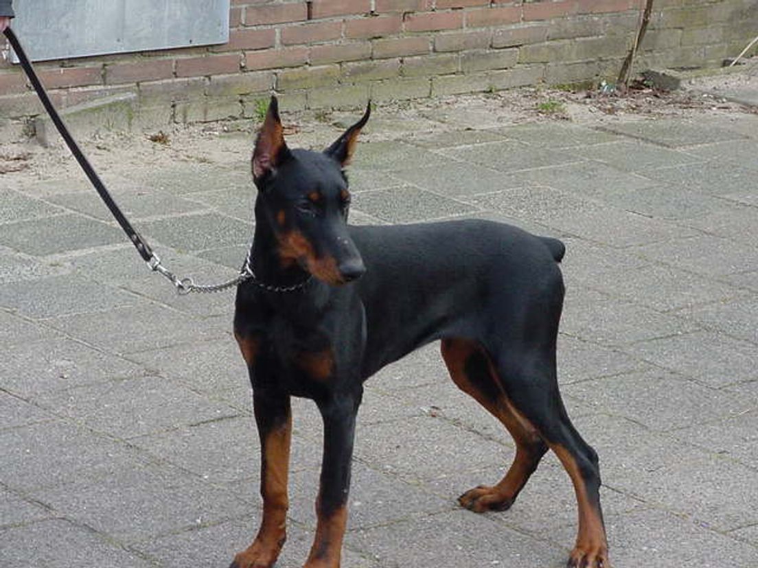 doberman.cropresize.tmp.JPG