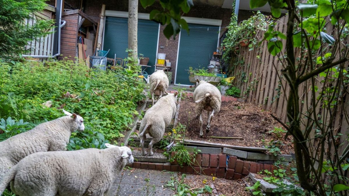 Schapen kiezen hazenpad in Alblasserdam - Rijnmond