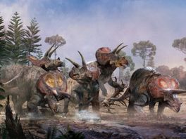 Jurassic Park had het juist: triceratops leefde in groepen