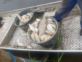 Meer dan 800 dode vissen op verschillende plekken, waterschap zoekt oorzaak