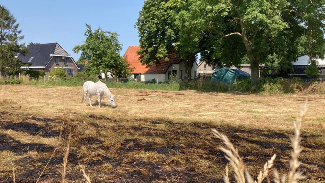 Het paard graast verder in het deels verbrande weiland