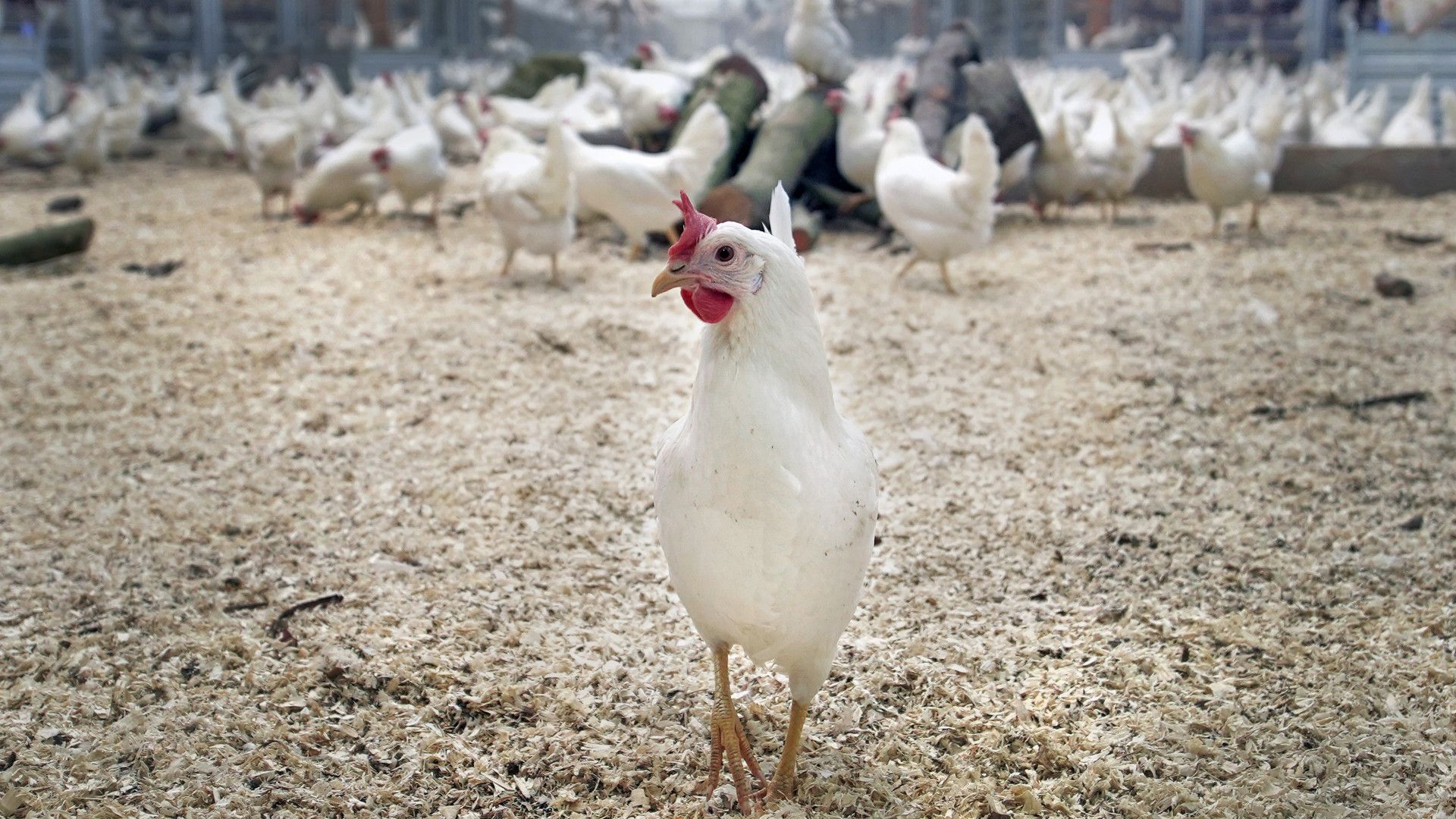 Vogelgriep Bij Bedrijf In Ter Aar, Kippen En Eenden Worden Geruimd ...