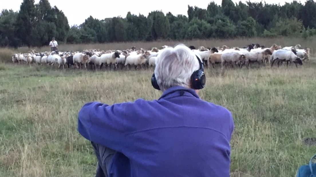 Luisteren met een koptelefoon op tussen de schapen