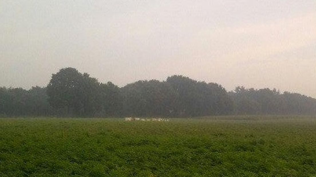 In het buurtschap Corle bij Winterswijk liepen enige tijd twaalf koeien los rond. Dat meldt wijkagent Willem Saris op Twitter.