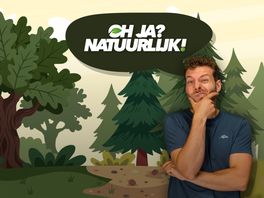 Waarom hebben sommige bomen naalden?