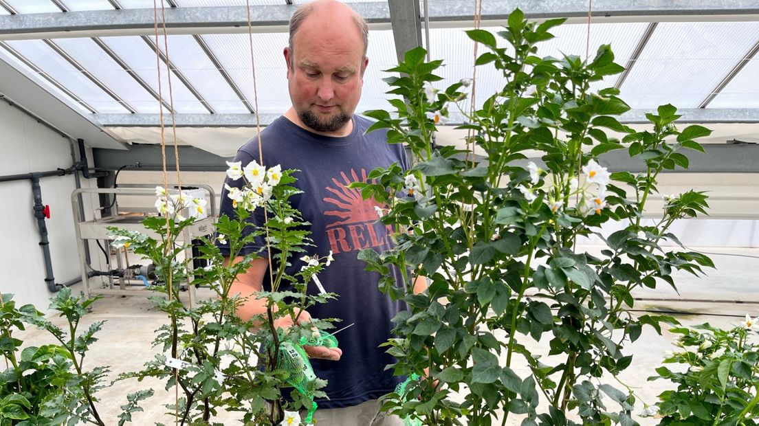 Karel Biemond checkt aardappelplanten