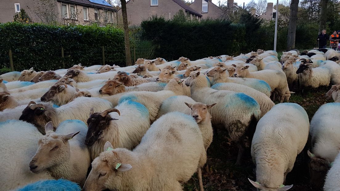 De schapen onderweg vanuit Loon (Rechten: Tiffany Frasa / RTV Drenthe)