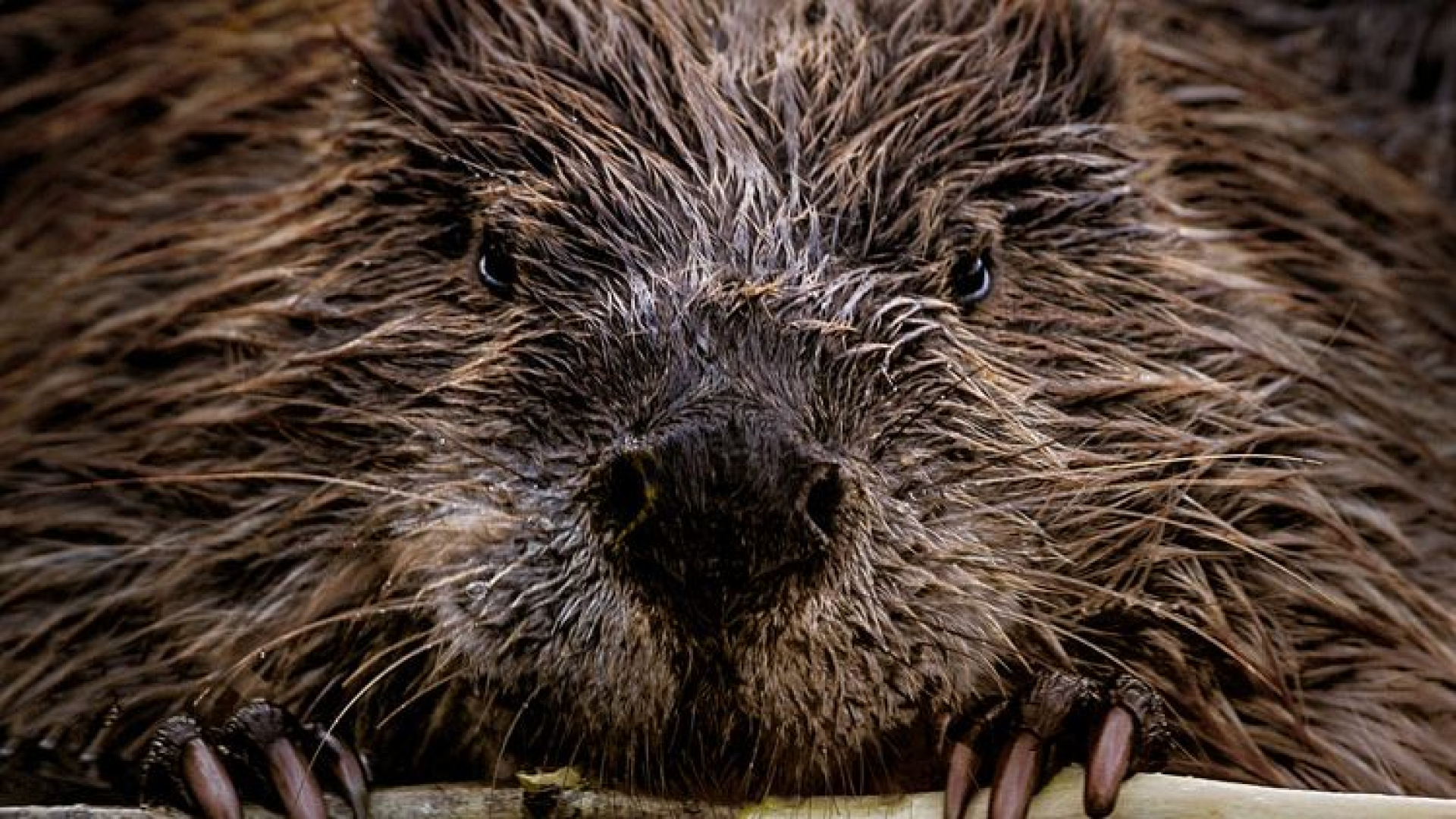 Beveroverlast verdubbeld: 'Groter probleem dan wolf'