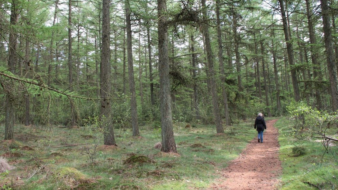 Natuurwandeling Drents-Friese Wold