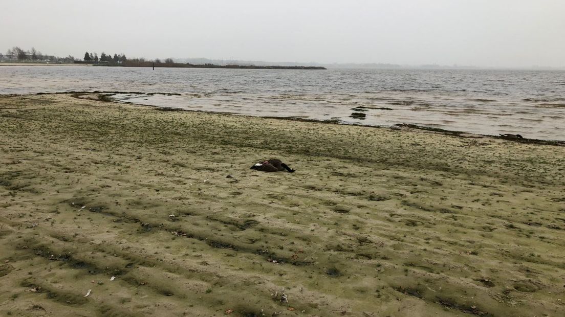 Een dode gans op het strand van het Oldambtmeer