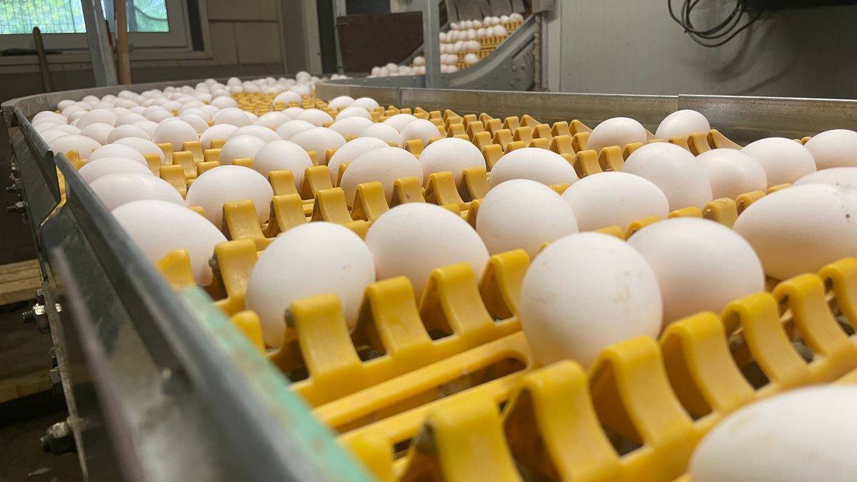 Het witte ei neemt de schappen over in de supermarkt