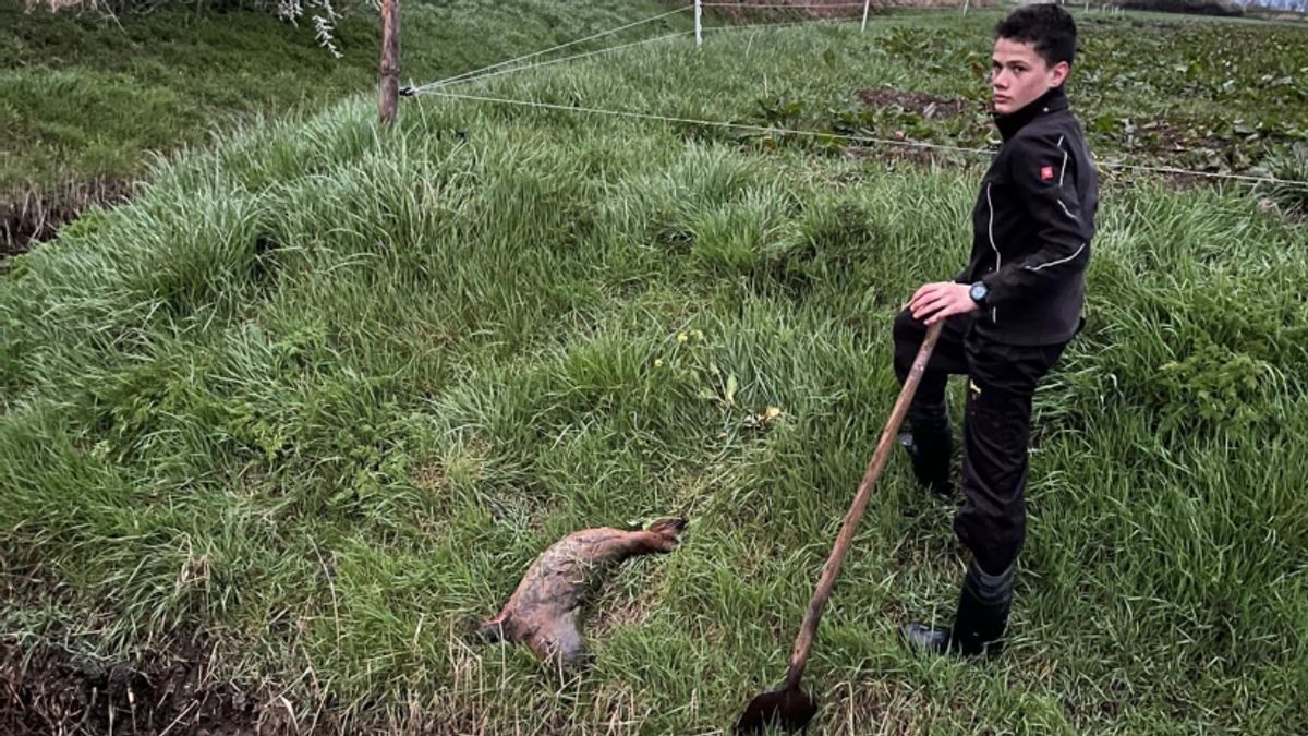 Dode zeehondpup gevonden in sloot bij Coudorpe: 'Ik heb dit nog nooit meegemaakt'