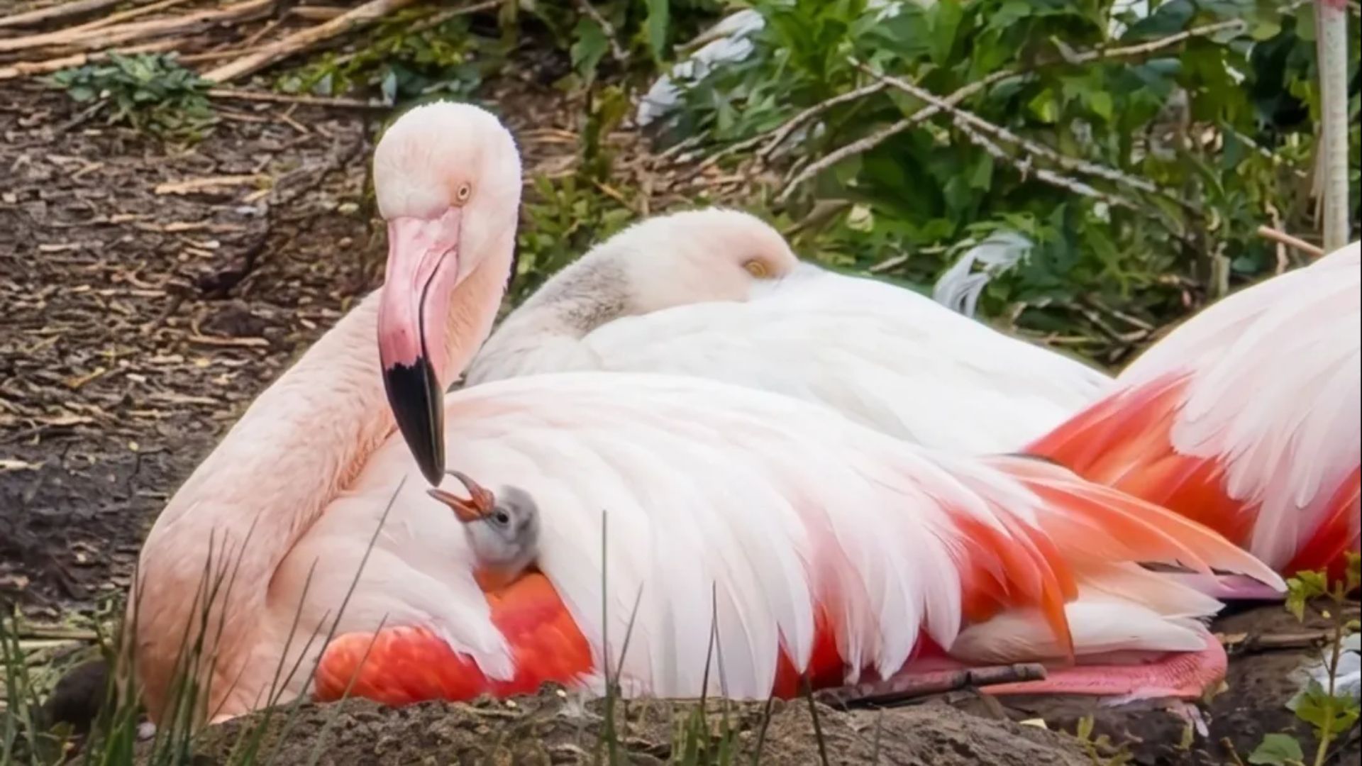 Flamingo met kuiken in het Zwillbrocker Venn