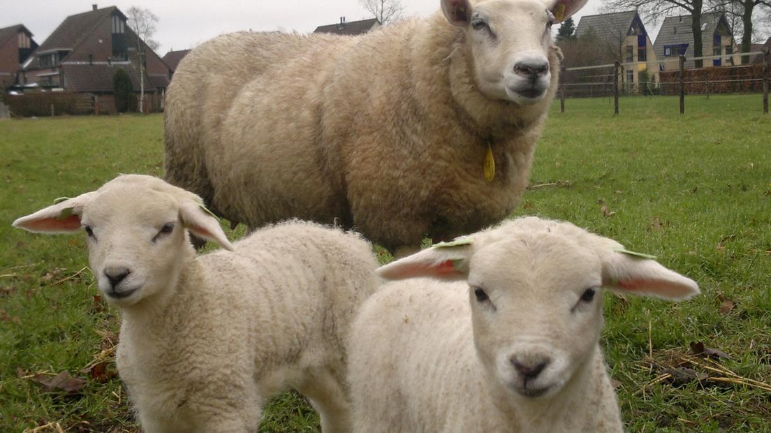 Eerste lammetjes van het jaar geboren