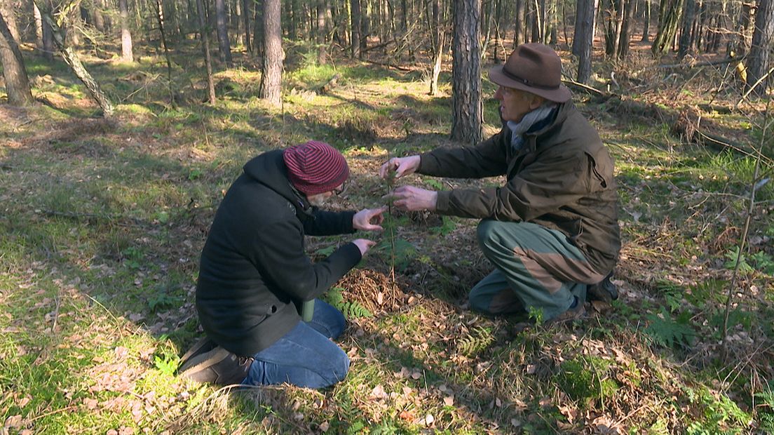 Eddy en Simon tellen de scheuten van een jong boompje om te zien hoe oud het is.