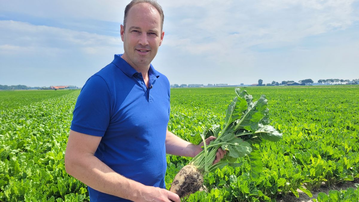 Zeeuwse boeren passen zich aan aan klimaatverandering en dat is te zien op het land