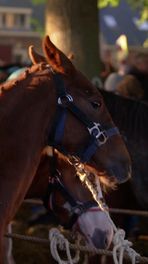 Een paard kopen met handjeklap