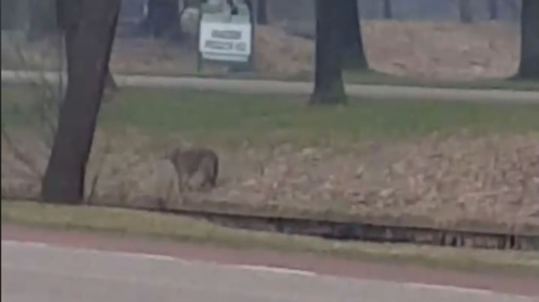 De vermoedelijke wolf liep aan de overkant van de sloot