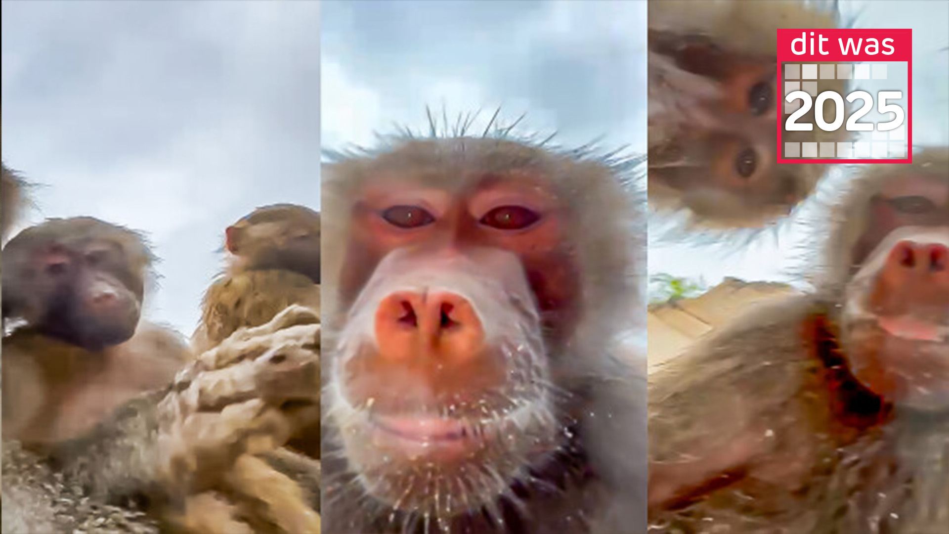 Deze dieren stalen de show in 2025