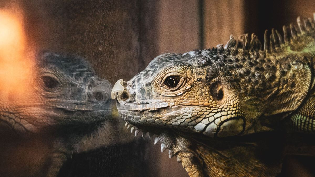 Opvang exotische dieren in Beringe met sluiten bedreigd