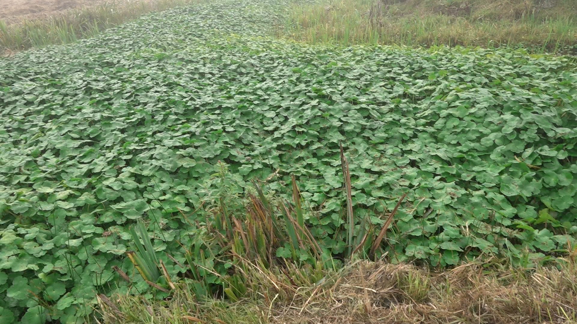 Een watergang volledig overwoekerd door de grote waternavel