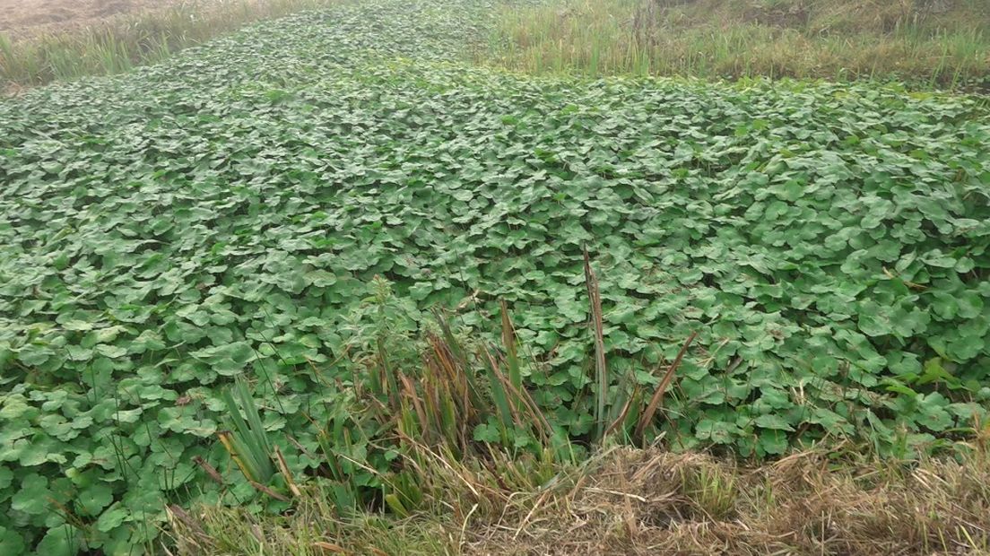 Een watergang volledig overwoekerd door de grote waternavel
