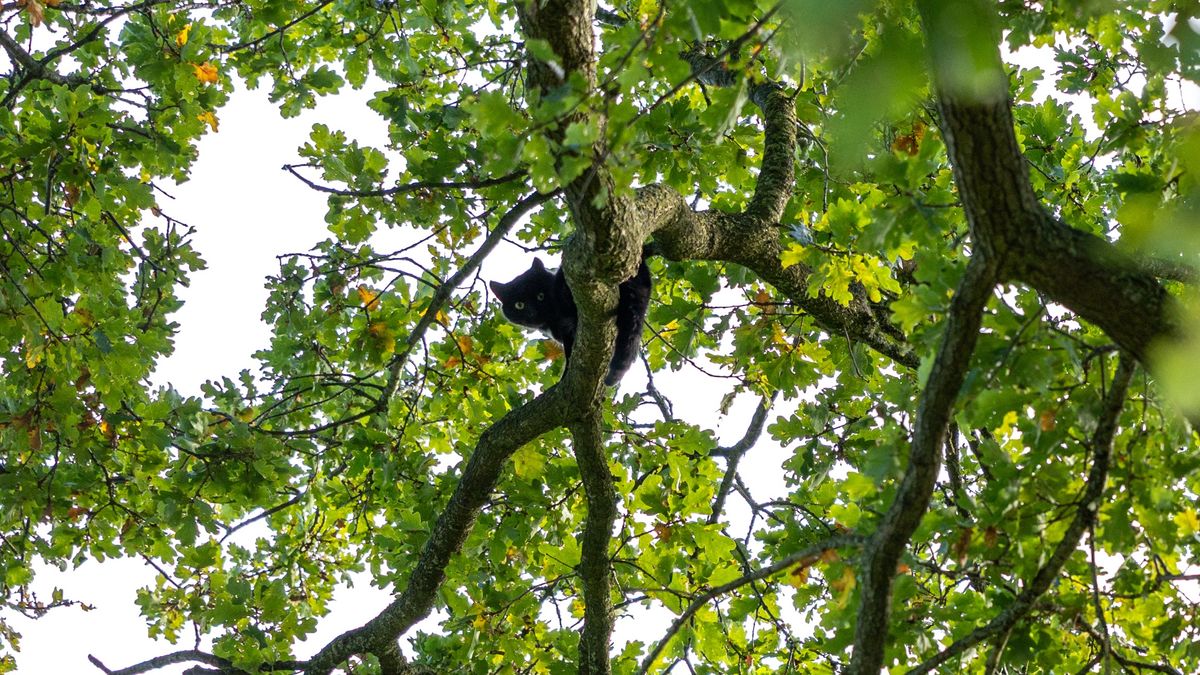 Kat na drie dagen door brandweer uit boom gehaald in Noordwolde