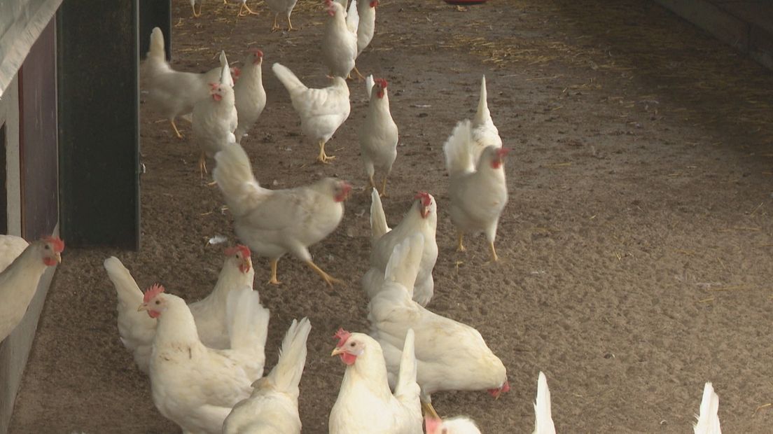 Minister Schouten noemt verspreiding vogelgriep 'zorgelijk', maar voorlopig geen ophokplicht